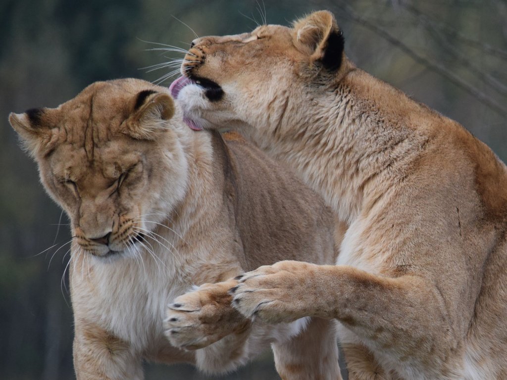 Обои морда, хищник, пара, лев, львица, дикая кошка, сафари, face, predator, pair, leo, lioness, wild cat, safari разрешение 3505x2336 Загрузить