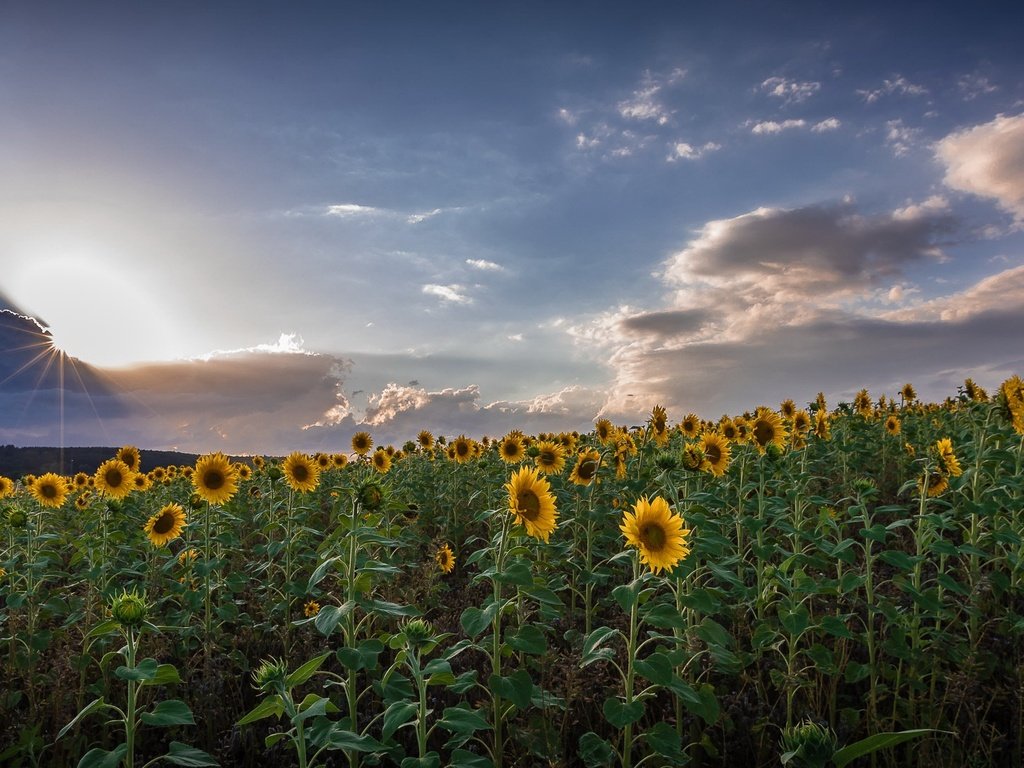 Обои небо, облака, природа, поле, лето, подсолнухи, the sky, clouds, nature, field, summer, sunflowers разрешение 2186x1080 Загрузить