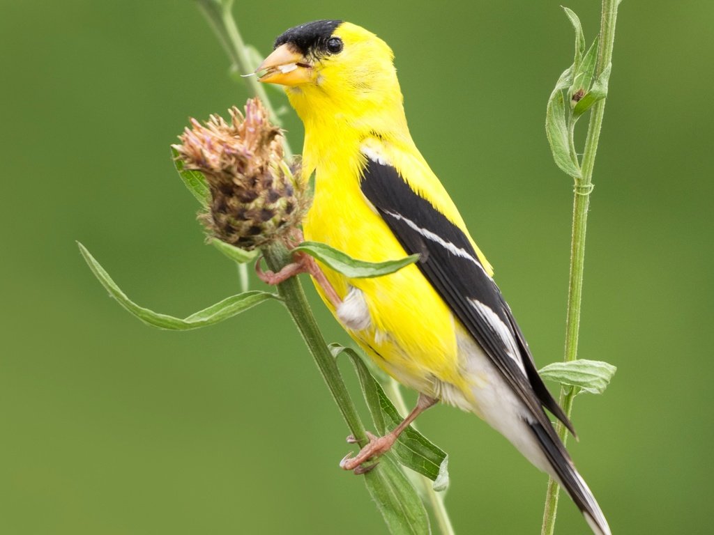 Обои птица, клюв, растение, хвост, щегол, черноголовый щегол, bird, beak, plant, tail, goldfinch, black-headed goldfinch разрешение 2000x1290 Загрузить