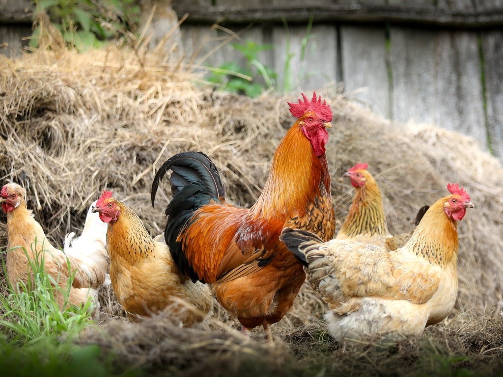 Обои сено, птицы, петух, курицы, куры, hay, birds, cock, chicken, chickens разрешение 4970x3320 Загрузить