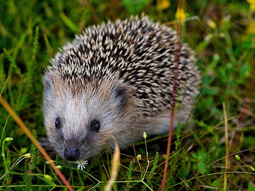 Обои глаза, трава, мордочка, взгляд, колючки, ежик, иголки, еж, eyes, grass, muzzle, look, barb, hedgehog, needles разрешение 2048x1151 Загрузить