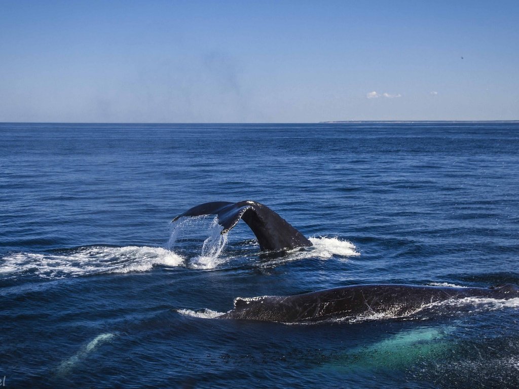 Обои вода, океан, киты, кашалот, water, the ocean, whales, sperm whale разрешение 2048x1340 Загрузить