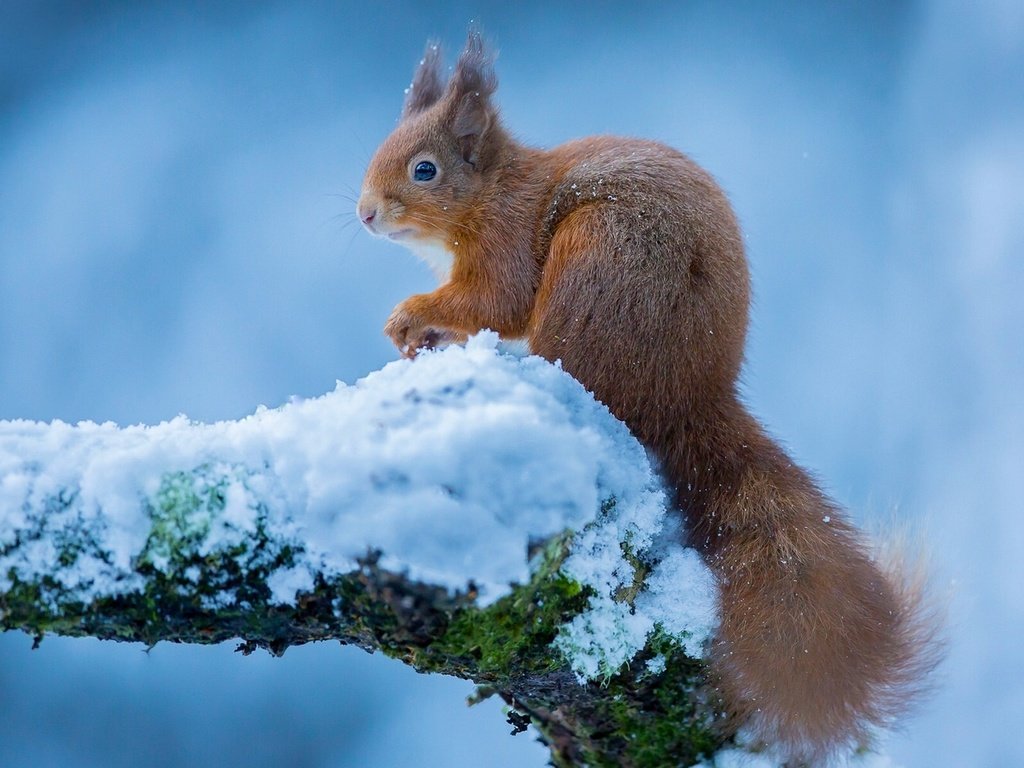 Обои зима, белка, белочка, winter, protein, squirrel разрешение 1920x1200 Загрузить