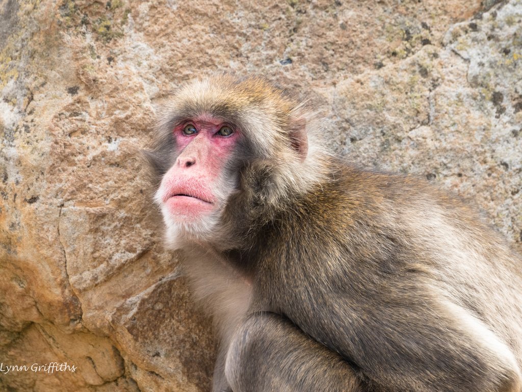 Обои обезьяна, макака, японская макака, японский макак, lynn griffiths, monkey, japanese macaque, japanese macaques разрешение 2880x1920 Загрузить