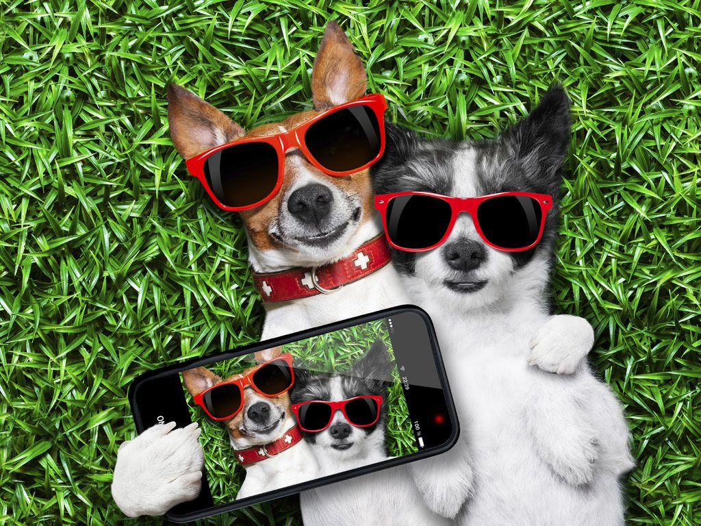 Обои трава, очки, юмор, телефон, фотография, собаки, селфи, grass, glasses, humor, phone, photo, dogs, selfie разрешение 2560x1600 Загрузить