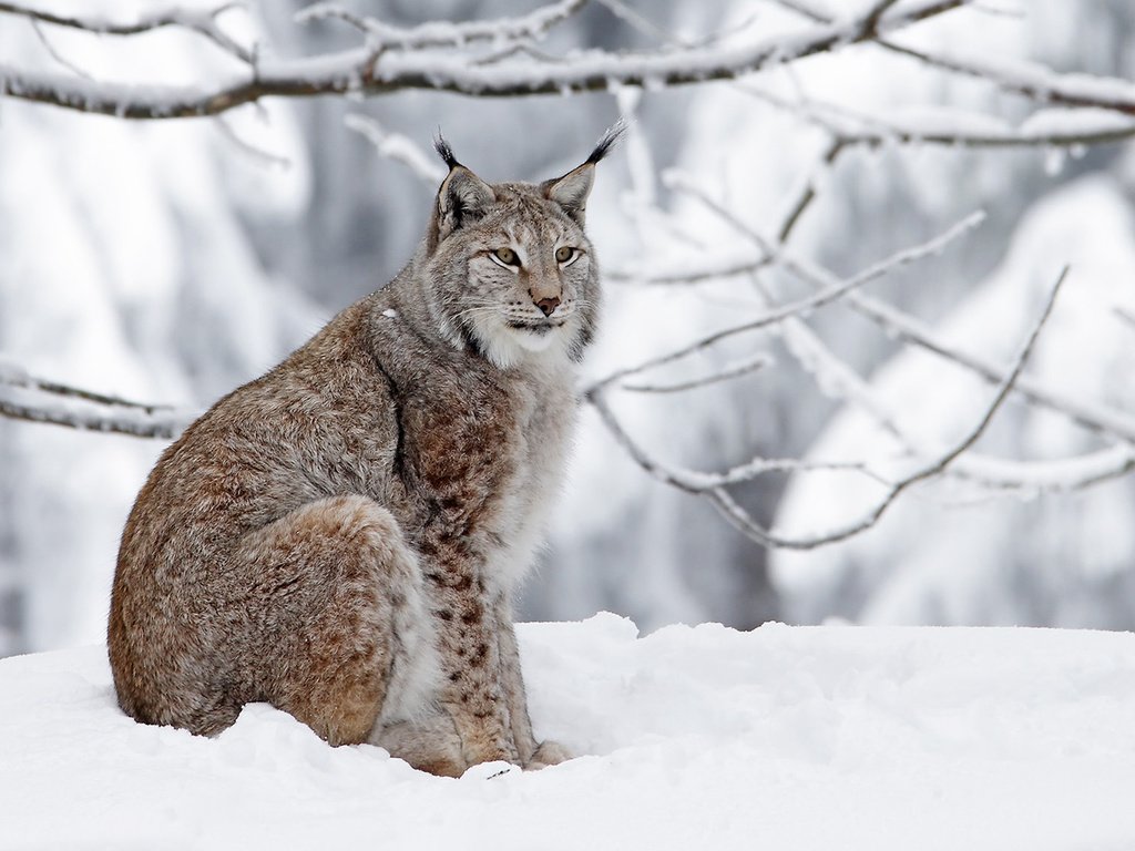 Обои зима, рысь, хищник, большая кошка, winter, lynx, predator, big cat разрешение 1920x1200 Загрузить