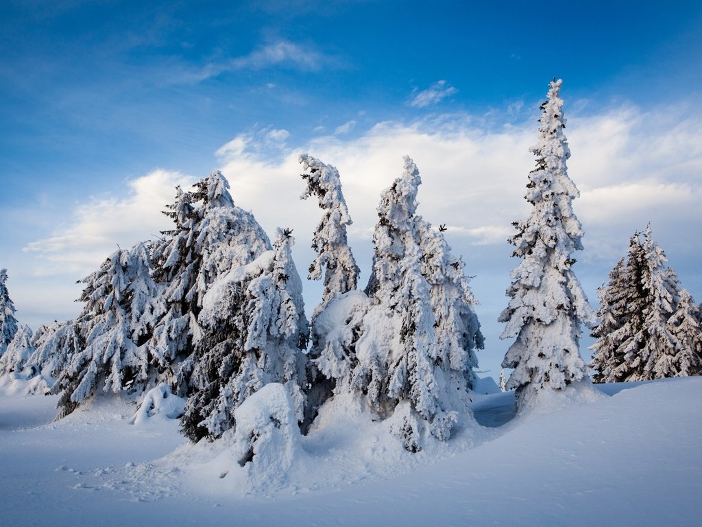 Обои небо, облака, деревья, снег, природа, лес, зима, сугробы, the sky, clouds, trees, snow, nature, forest, winter, the snow разрешение 2880x1800 Загрузить