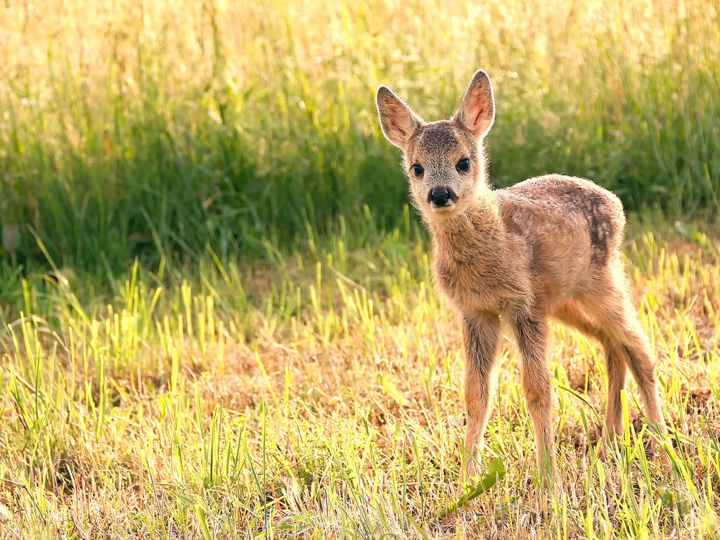 Обои трава, олень, мордочка, взгляд, детеныш, олененок, grass, deer, muzzle, look, cub, fawn разрешение 3840x2400 Загрузить