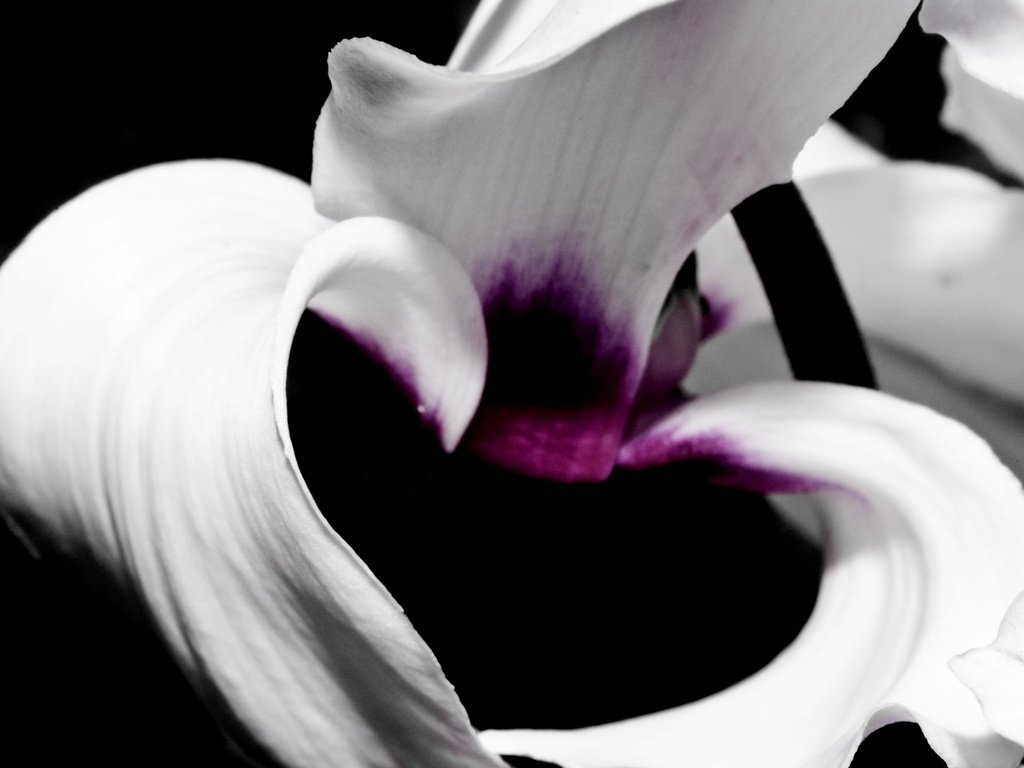 Обои макро, цветок, лепестки, черный фон, орхидея, macro, flower, petals, black background, orchid разрешение 3835x2557 Загрузить