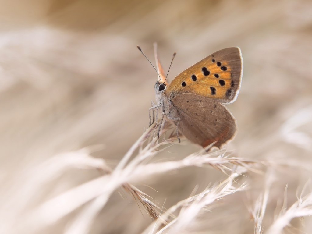 Обои трава, насекомое, бабочка, крылья, grass, insect, butterfly, wings разрешение 2048x1152 Загрузить