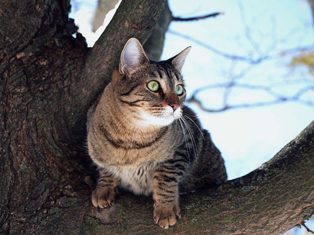 Обои дерево, кот, мордочка, усы, кошка, взгляд, tree, cat, muzzle, mustache, look разрешение 4000x2649 Загрузить