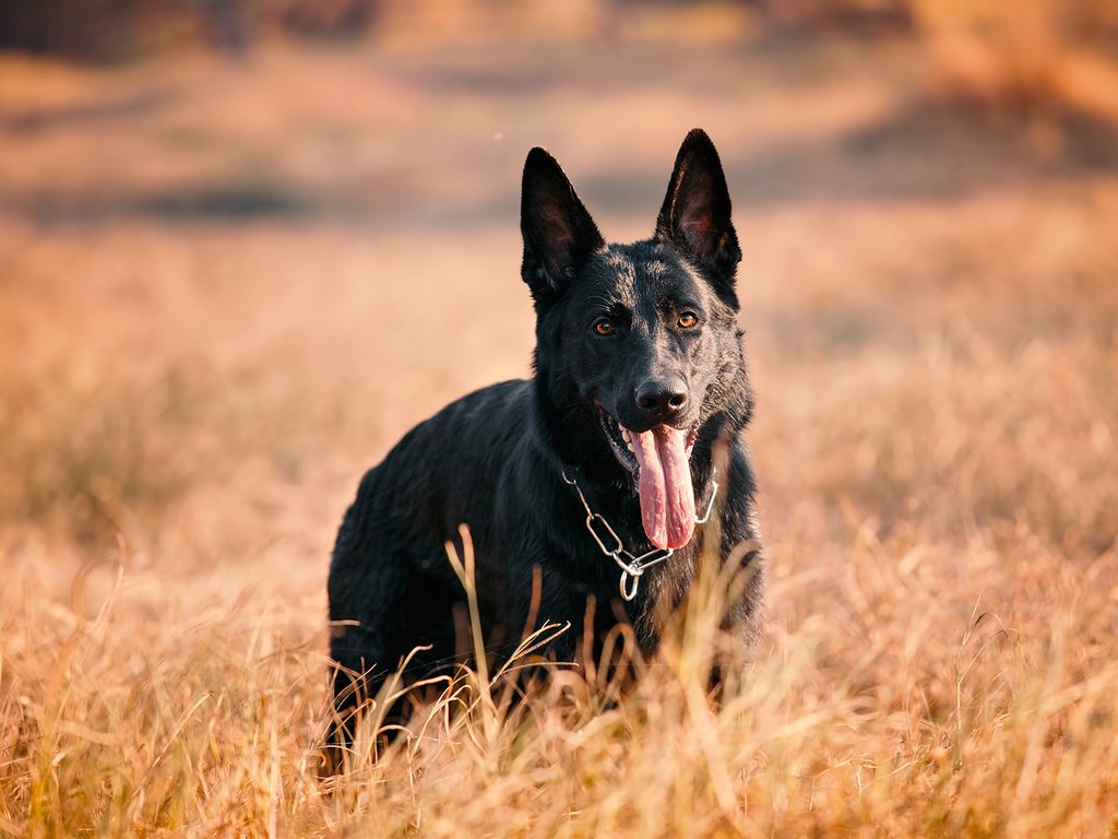 Обои морда, взгляд, собака, язык, немецкая овчарка, овчарка, face, look, dog, language, german shepherd, shepherd разрешение 1920x1200 Загрузить