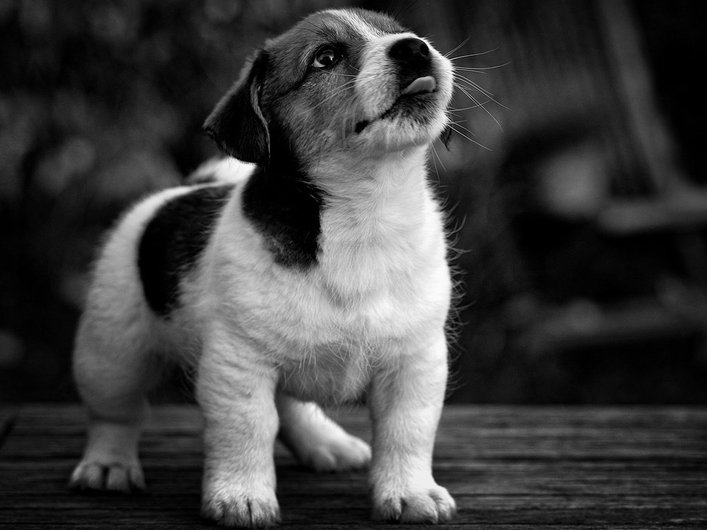 Обои мордочка, взгляд, чёрно-белое, собака, щенок, muzzle, look, black and white, dog, puppy разрешение 1920x1200 Загрузить