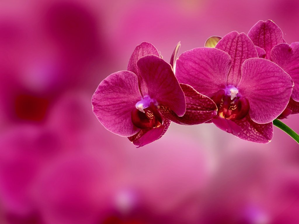 Обои ветка, фон, цветок, лепестки, розовый, орхидея, соцветие, branch, background, flower, petals, pink, orchid, inflorescence разрешение 4409x3264 Загрузить