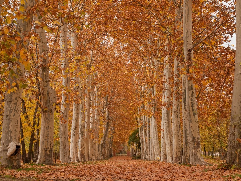 Обои деревья, листья, парк, осень, аллея, платан, trees, leaves, park, autumn, alley, sycamore разрешение 3844x2563 Загрузить