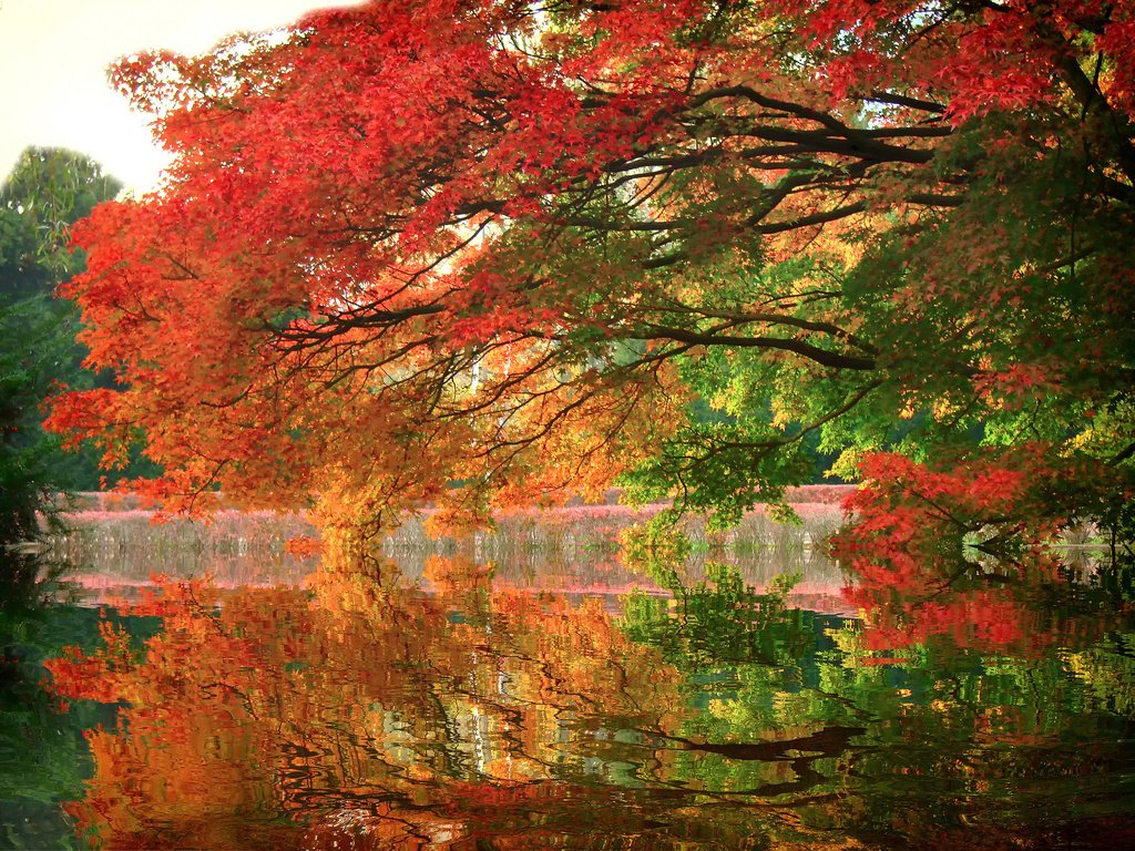 Обои деревья, озеро, отражение, парк, ветви, осень, trees, lake, reflection, park, branch, autumn разрешение 2048x1536 Загрузить