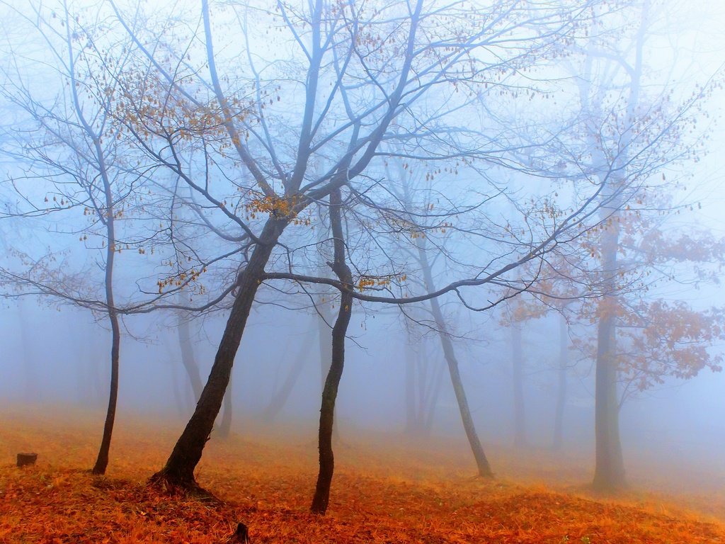 Обои деревья, лес, туман, осень, trees, forest, fog, autumn разрешение 2560x1707 Загрузить