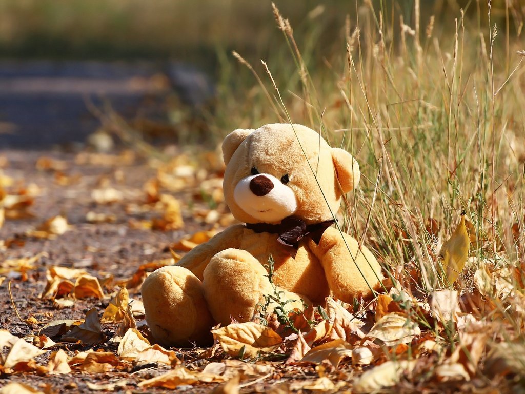 Обои осень, мишка, игрушка, листочки, травка, autumn, bear, toy, leaves, weed разрешение 1920x1280 Загрузить