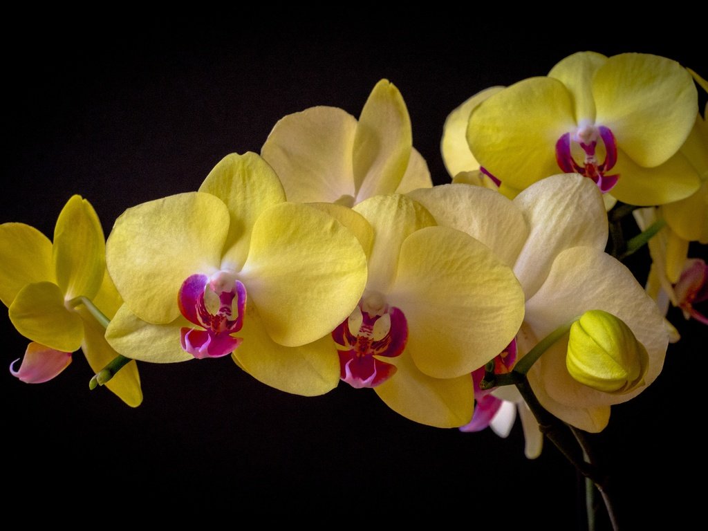 Обои цветы, темный фон, орхидея, фаленопсис, flowers, the dark background, orchid, phalaenopsis разрешение 3000x1950 Загрузить