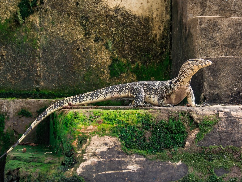 Обои животные, newt, дракон, ящерица, геккон, фауна, пресмыкающиеся, рептилии, ящер, животно е, тритон, triton, animals, dragon, lizard, gecko, fauna, reptiles разрешение 1920x1158 Загрузить