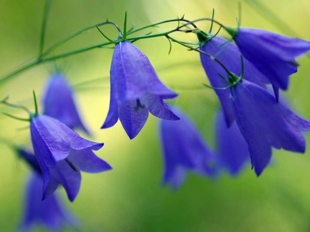 Обои цветы, природа, размытость, синие, колокольчики, flowers, nature, blur, blue, bells разрешение 1920x1200 Загрузить