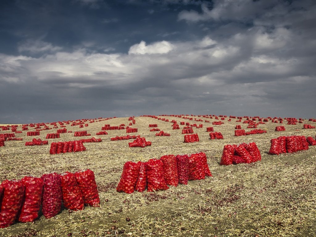 Обои небо, облака, поле, лук, урожай, овощи, мешки, the sky, clouds, field, bow, harvest, vegetables, bags разрешение 2048x1152 Загрузить