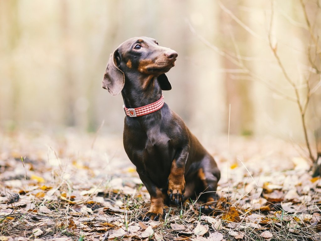 Обои природа, листья, взгляд, осень, собака, такса, nature, leaves, look, autumn, dog, dachshund разрешение 2048x1182 Загрузить