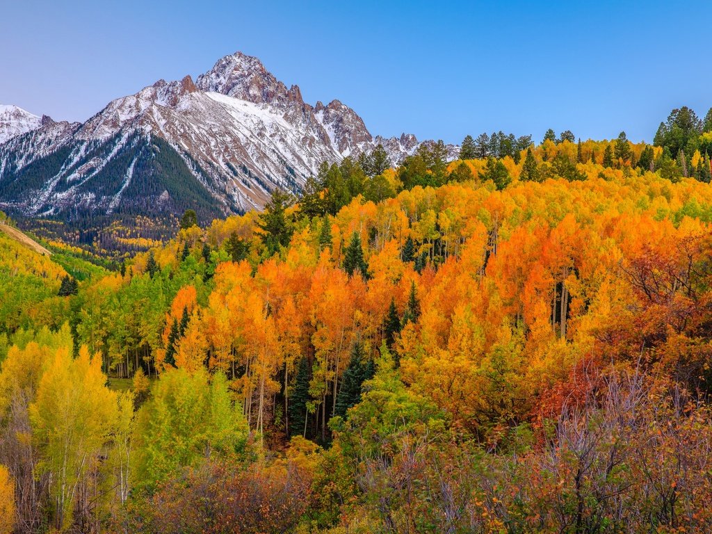 Обои деревья, горы, лес, осень, сша, колорадо, аспен, trees, mountains, forest, autumn, usa, colorado, aspen разрешение 2048x1365 Загрузить