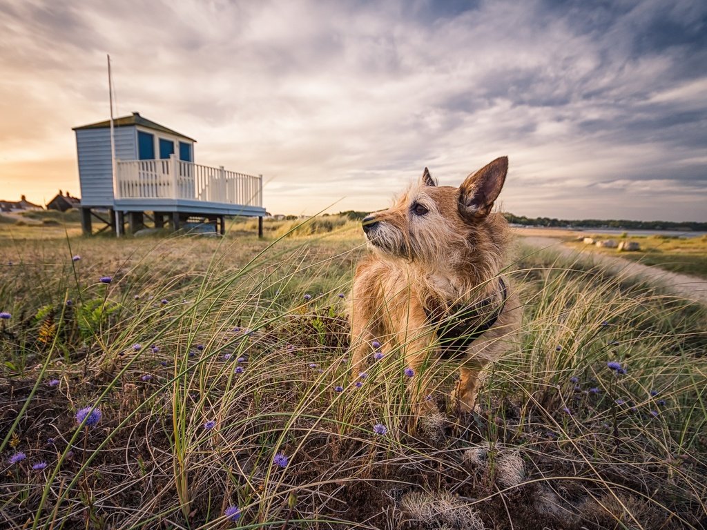 Обои небо, трава, пейзаж, взгляд, собака, животное, друг, emily endean, the sky, grass, landscape, look, dog, animal, each разрешение 2560x1576 Загрузить