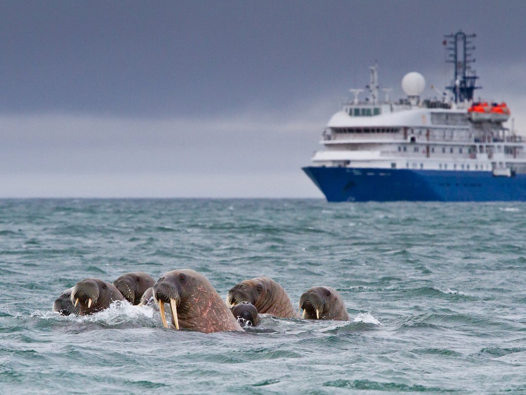 Обои корабль, судно, морские котики, моржи, ship, the ship, navy seals, walrus разрешение 3880x2400 Загрузить