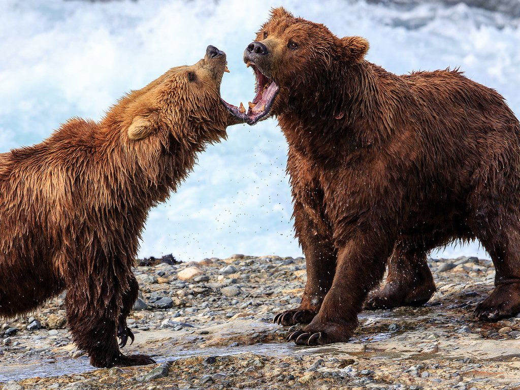 Обои медведь, медведи, аляска, гризли, david swindler, bear, bears, alaska, grizzly разрешение 1920x1200 Загрузить