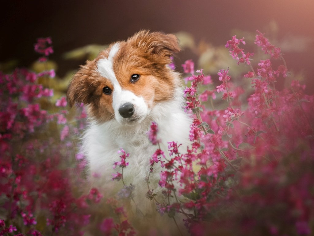 Обои цветы, мордочка, собака, щенок, flowers, muzzle, dog, puppy разрешение 1920x1200 Загрузить