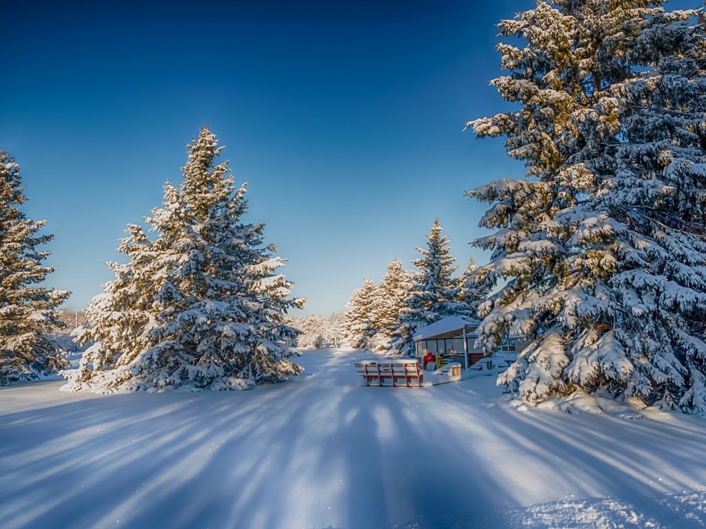 Обои природа, лес, зима, nature, forest, winter разрешение 2880x1800 Загрузить