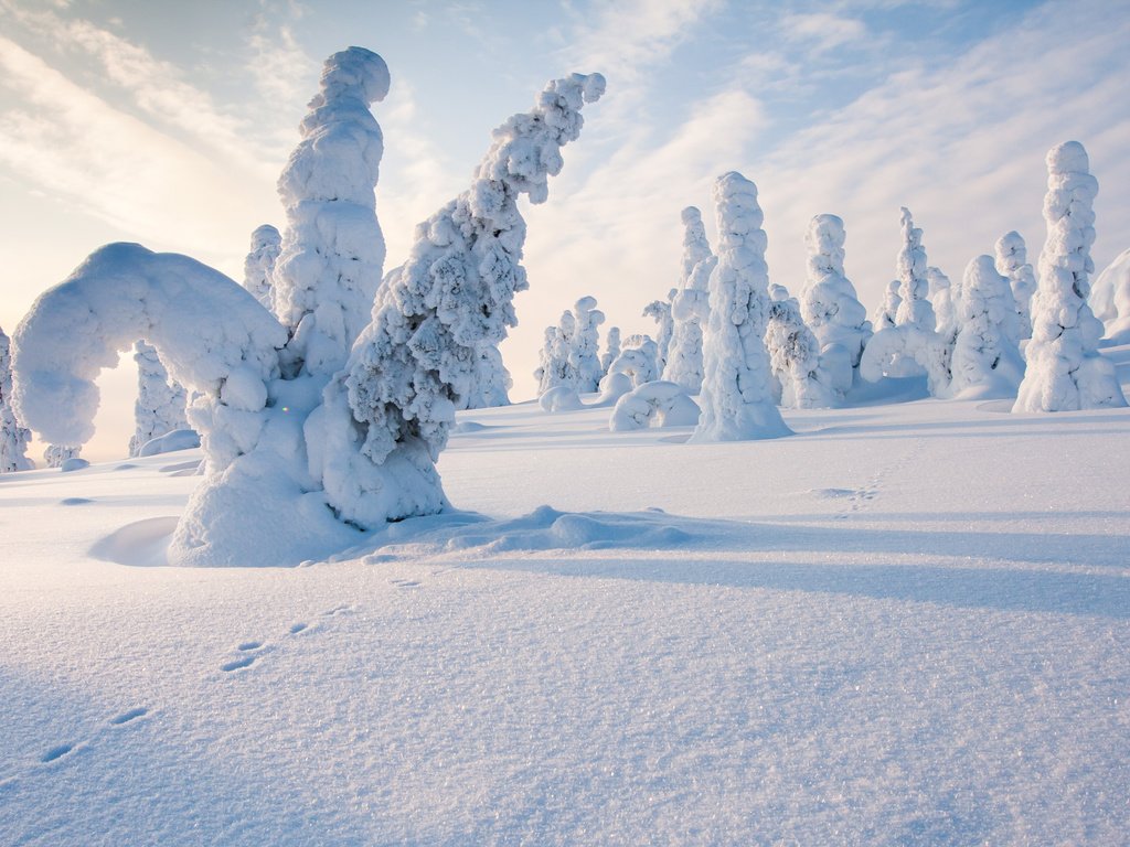 Обои деревья, снег, природа, лес, зима, следы, финляндия, steve dodkins, trees, snow, nature, forest, winter, traces, finland разрешение 3840x2400 Загрузить