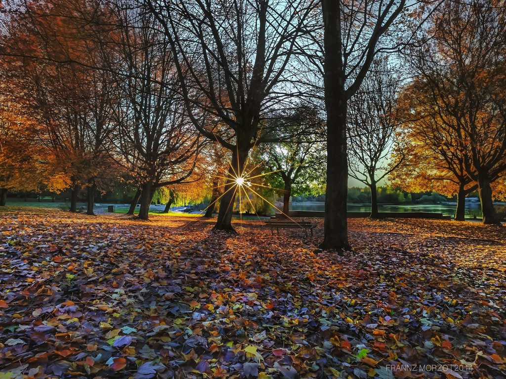 Обои деревья, природа, листья, парк, осень, trees, nature, leaves, park, autumn разрешение 1920x1200 Загрузить