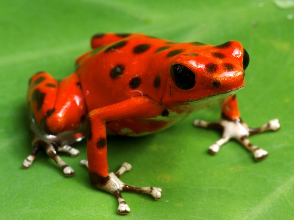 Обои макро, лист, лягушка, лапки, жаба, alfredo maiquez, macro, sheet, frog, legs, toad разрешение 3840x2400 Загрузить