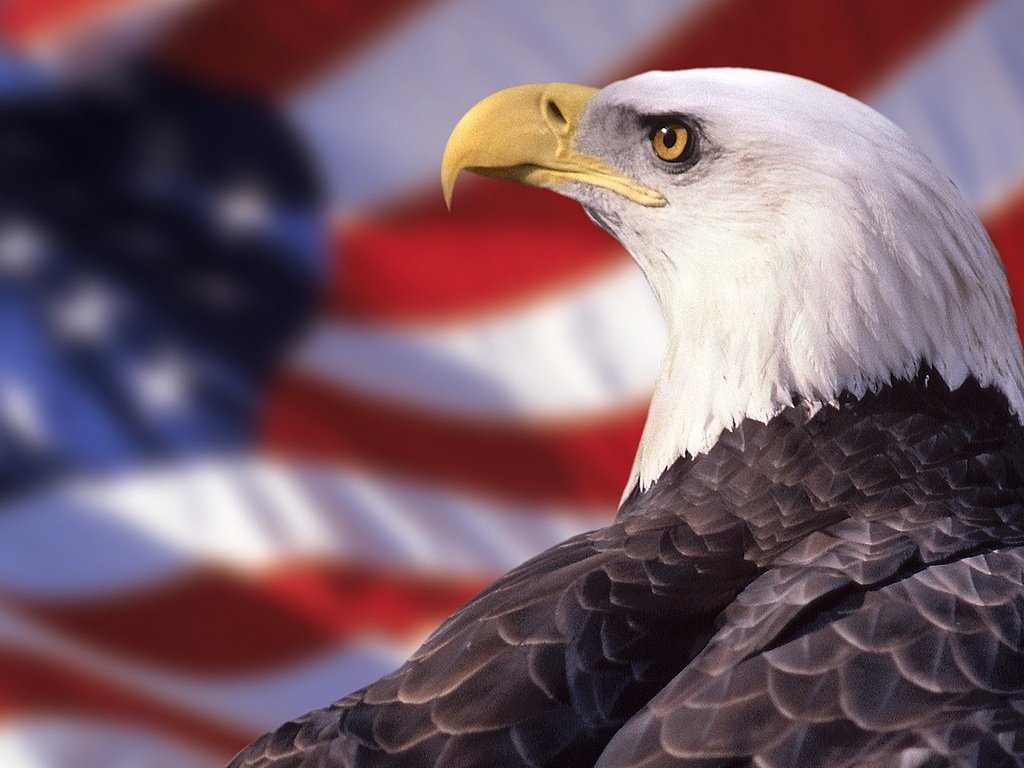 Обои орел, флаг, птица, клюв, перья, белоголовый орлан, хищная птица, eagle, flag, bird, beak, feathers, bald eagle, bird of prey разрешение 1920x1080 Загрузить