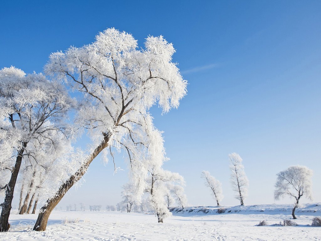 Обои небо, деревья, природа, зима, пейзаж, иней, the sky, trees, nature, winter, landscape, frost разрешение 1920x1200 Загрузить