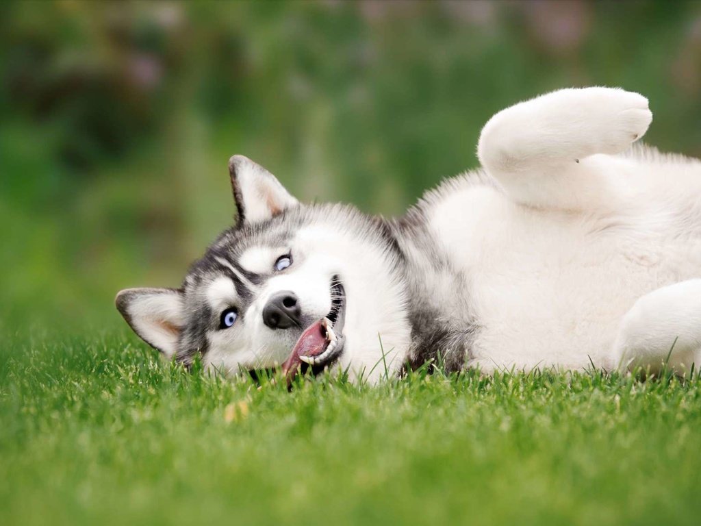 Обои глаза, трава, взгляд, собака, хаски, eyes, grass, look, dog, husky разрешение 1920x1200 Загрузить