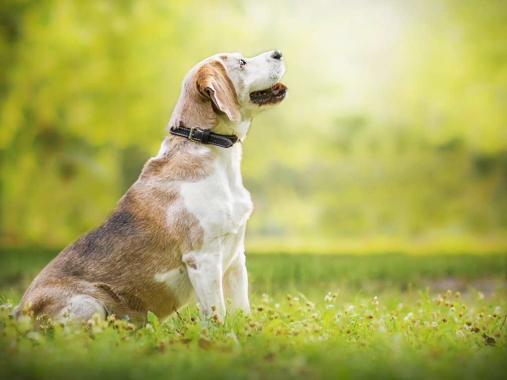 Обои природа, собака, луг, профиль, ошейник, бигль, nature, dog, meadow, profile, collar, beagle разрешение 2560x1706 Загрузить