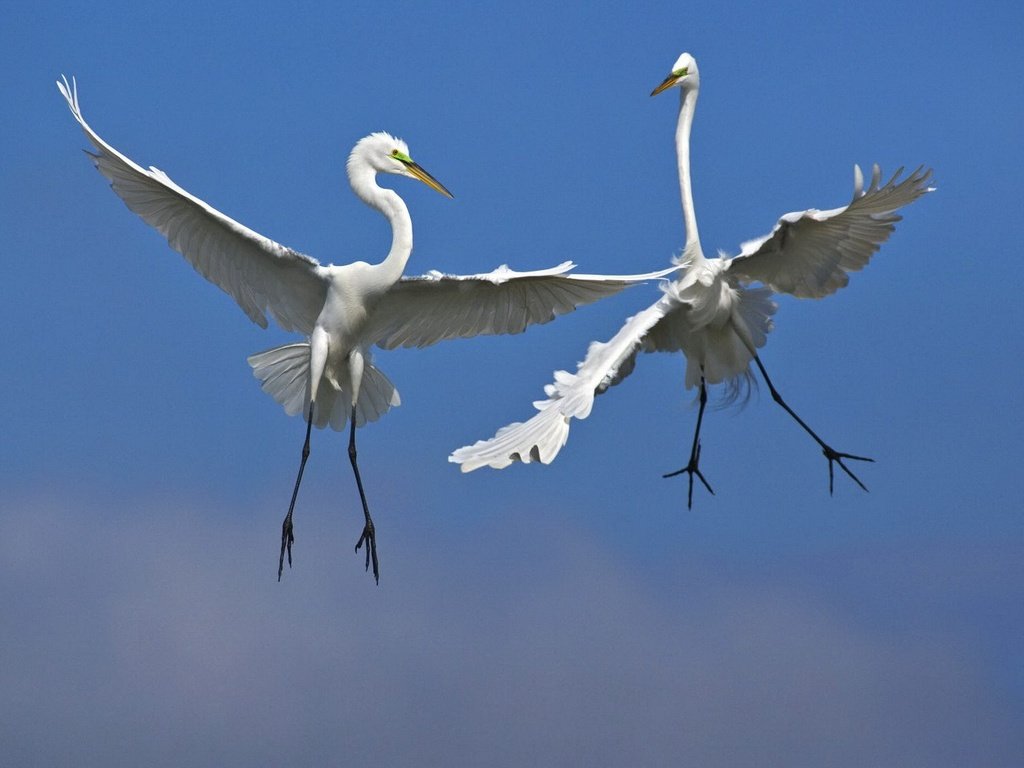 Обои небо, полет, крылья, птицы, цапли, белая цапля, the sky, flight, wings, birds, herons, white egret разрешение 1920x1080 Загрузить