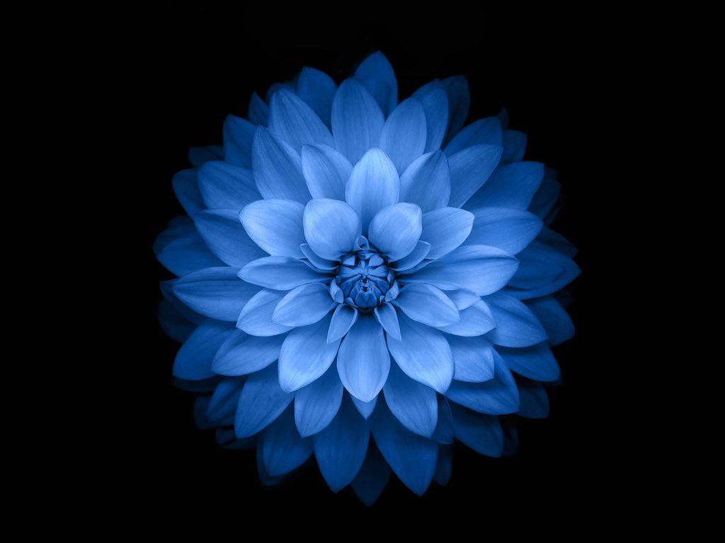 Обои цветок, лепестки, черный фон, синий цветок, георгин, крупным планом, flower, petals, black background, blue flower, dahlia, closeup разрешение 2880x1800 Загрузить