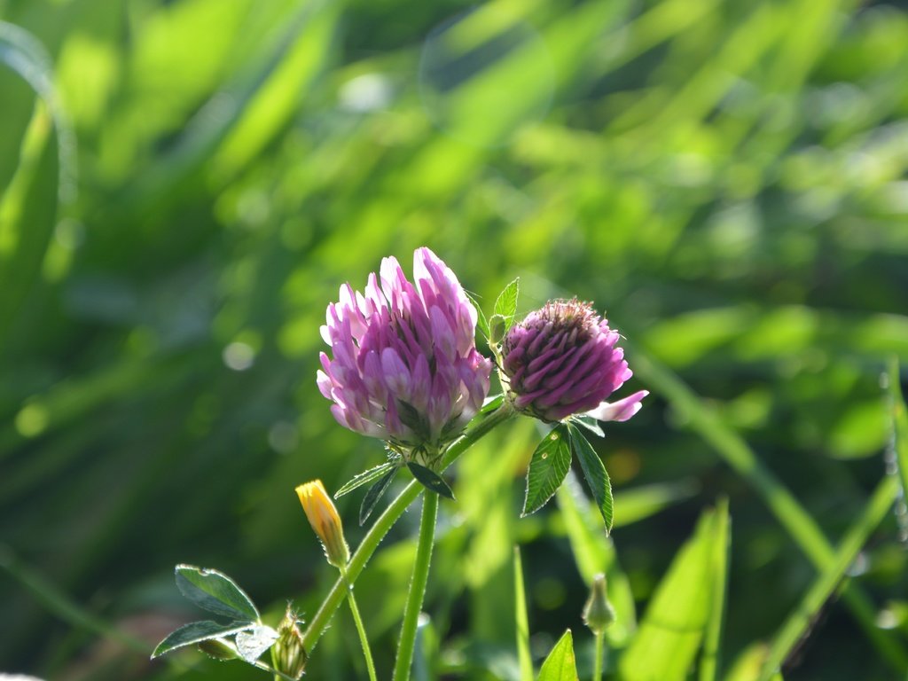 Обои цветы, трава, клевер, весна, flowers, grass, clover, spring разрешение 6000x4000 Загрузить