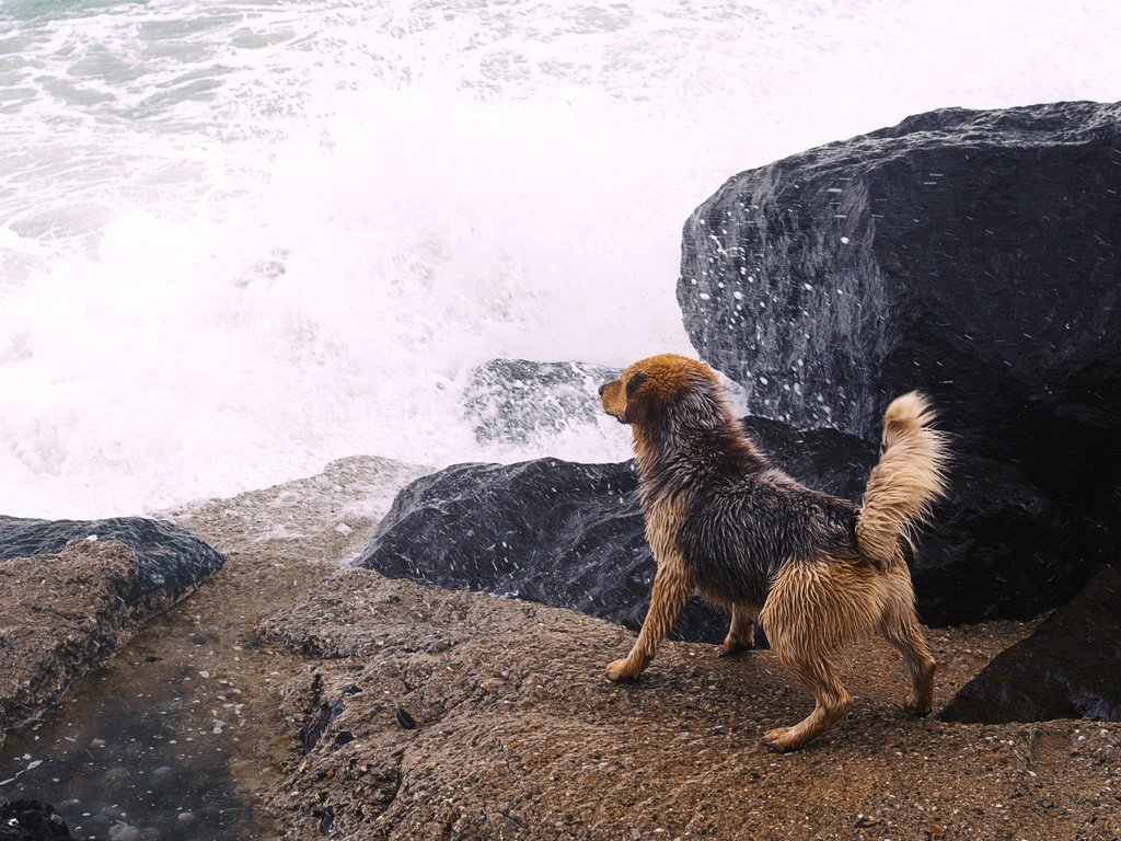 Обои река, камни, собака, всплеск, river, stones, dog, splash разрешение 4105x2736 Загрузить