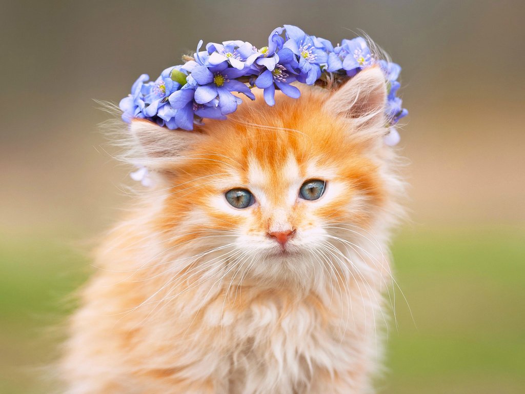 Обои цветы, кот, мордочка, усы, кошка, взгляд, рыжий, венок, flowers, cat, muzzle, mustache, look, red, wreath разрешение 2880x1800 Загрузить