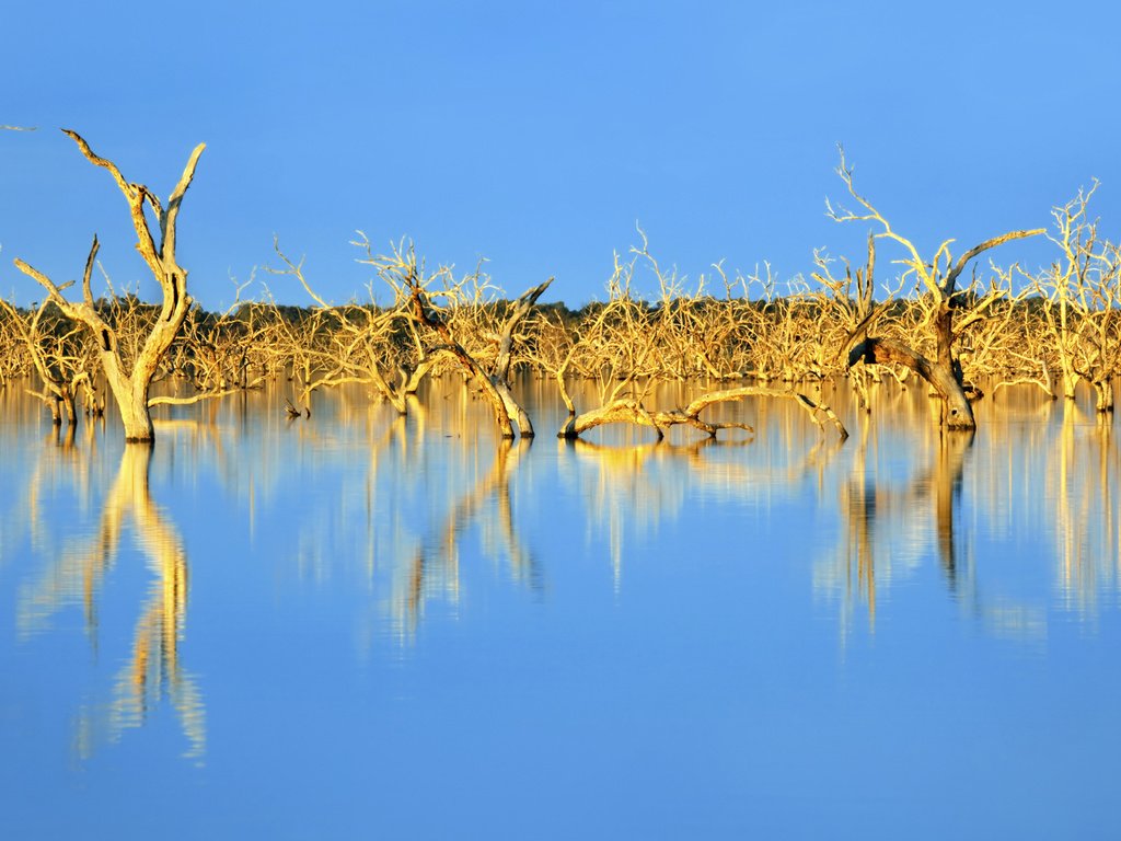 Обои небо, деревья, озеро, природа, отражение, австралия, коряги, the sky, trees, lake, nature, reflection, australia, driftwood разрешение 2560x1600 Загрузить