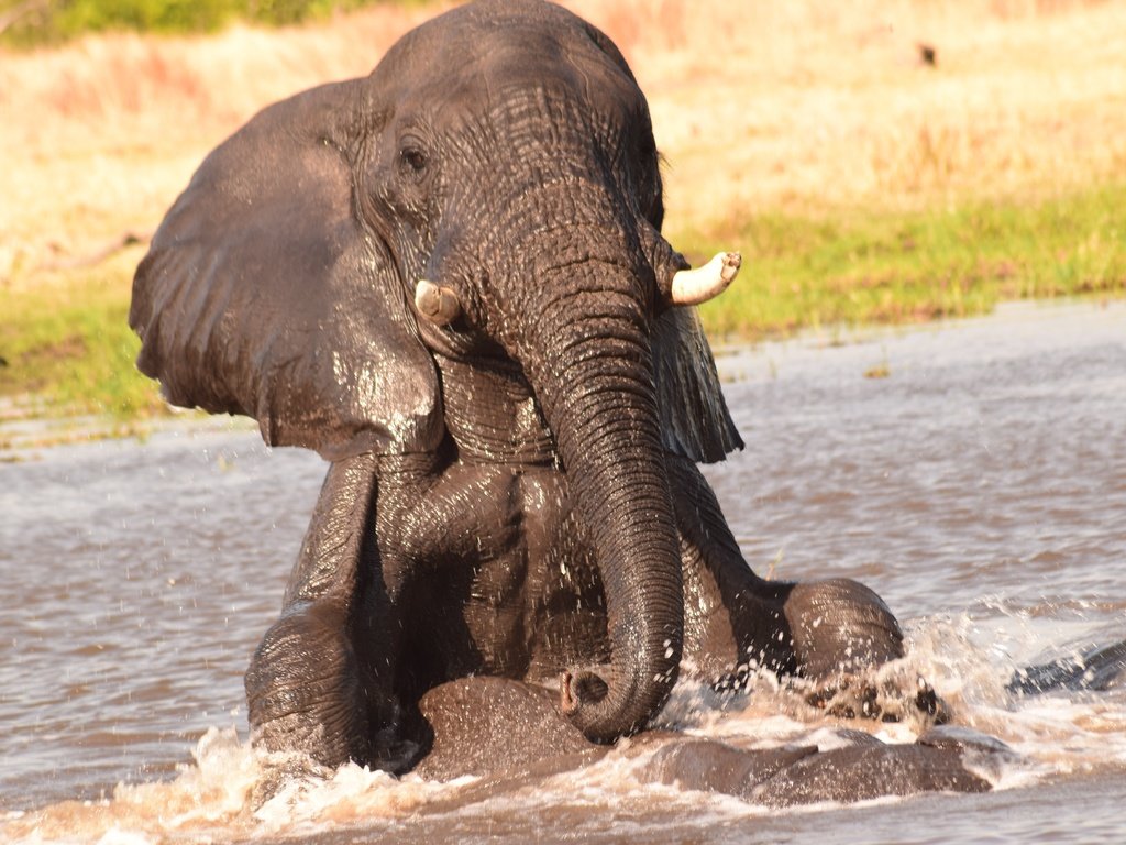 Обои вода, слон, игра, слоны, хобот, бивни, water, elephant, the game, elephants, trunk, tusks разрешение 6000x4000 Загрузить
