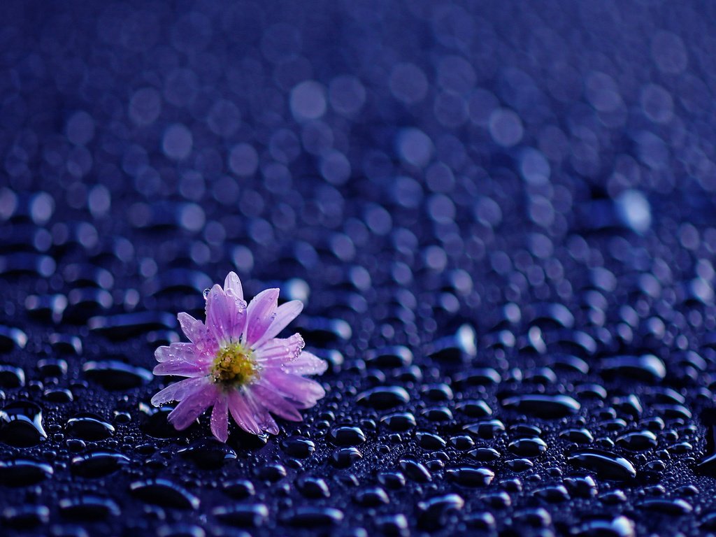 Обои цветок, капли, лепестки, дождь, капли воды, flower, drops, petals, rain, water drops разрешение 1920x1200 Загрузить