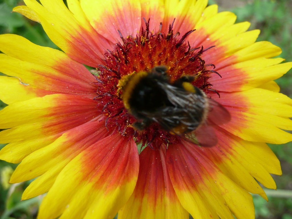 Обои насекомое, цветок, лепестки, шмель, гайлардия, gaillardia, insect, flower, petals, bumblebee, gaylardiya разрешение 3072x2304 Загрузить