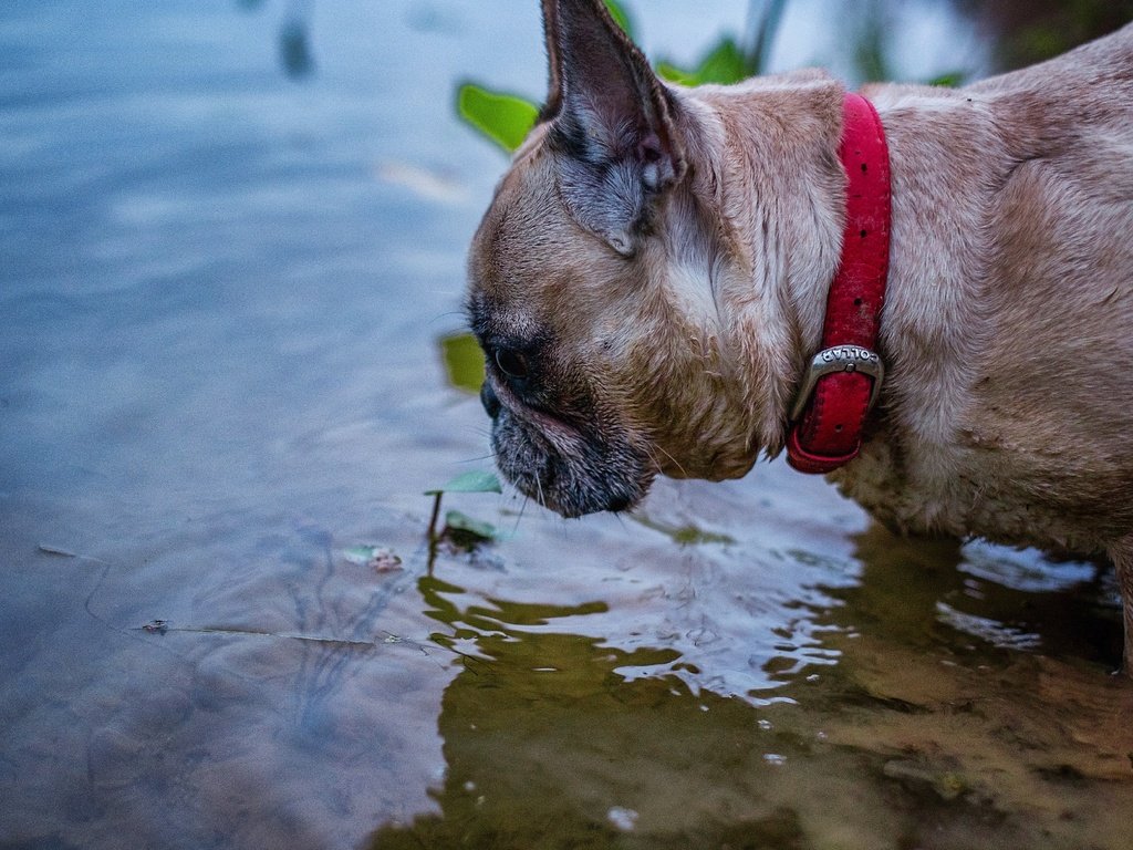 Обои вода, мордочка, взгляд, собака, щенок, ошейник, бульдог, французский бульдог, water, muzzle, look, dog, puppy, collar, bulldog, french bulldog разрешение 4651x3100 Загрузить